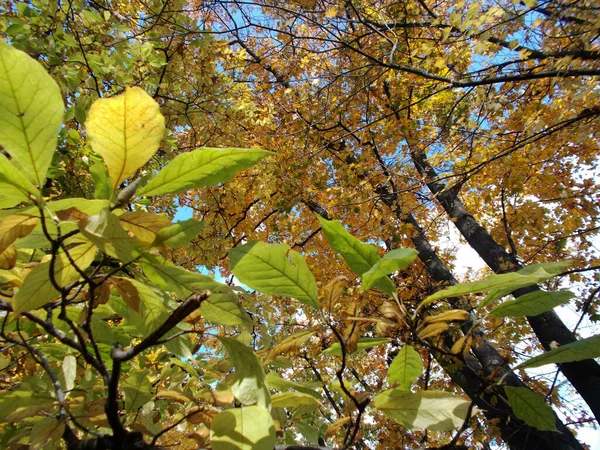 Autumn Trees Park Synny Day Blue Sky — Stock Photo, Image