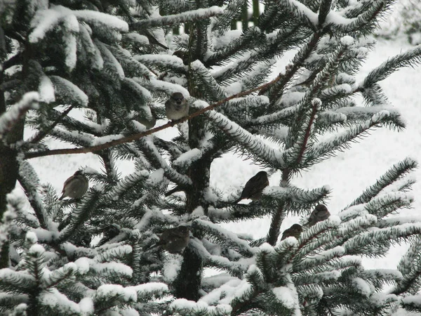 Soğuk Kış Gününde Ağaçtaki Serçeler — Stok fotoğraf