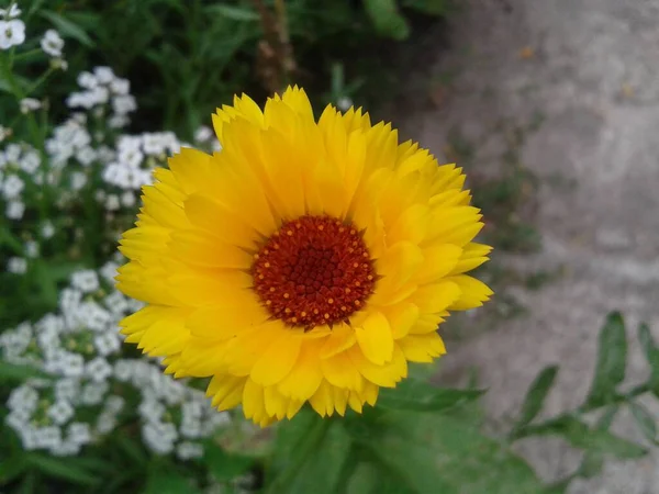 花园里的黄色向日葵 — 图库照片