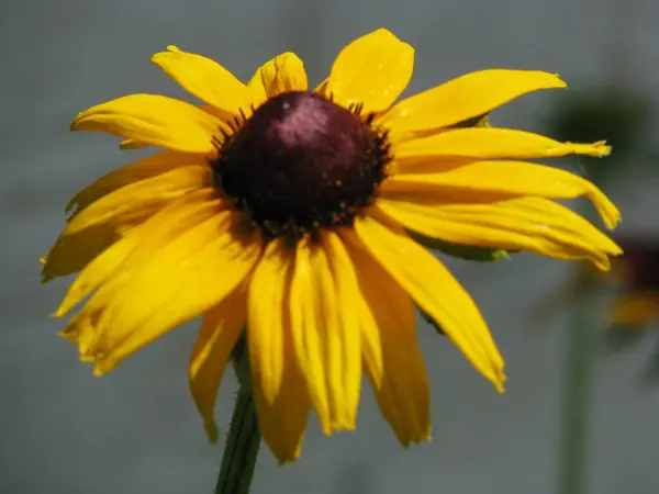 Жовта Квітка Рутбекки Влітку — стокове фото