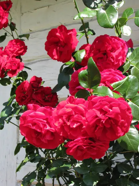 Rosas Vermelhas Dia Verão Jardim — Fotografia de Stock