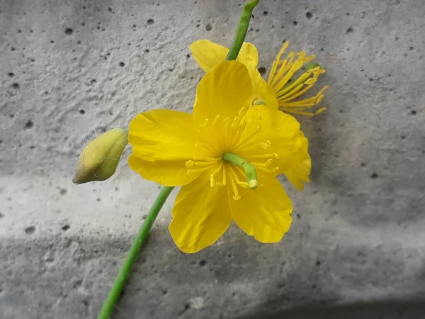 Flor Amarela Sobre Fundo Cinza — Fotografia de Stock