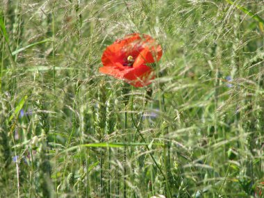 Yaz günü tarlada kırmızı haşhaş