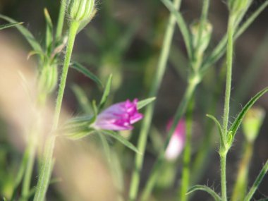 Arkaplanda küçük pembe bir çiçek