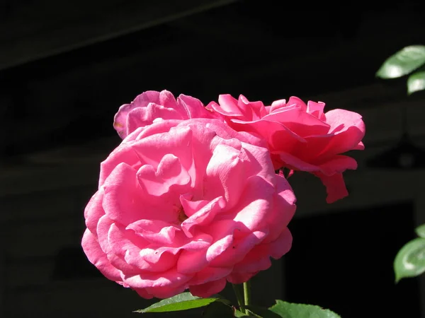 Rosa Rosa Jardim Fundo Escuro — Fotografia de Stock