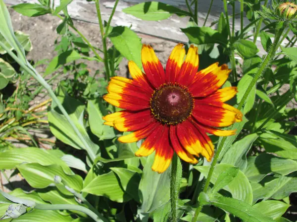 Соняшник Саду Квітка Червоно Жовта — стокове фото