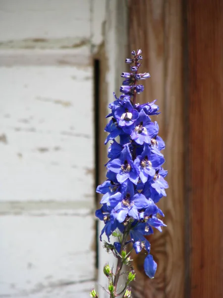 Flores Azuis Dia Verão Fundo Madeira — Fotografia de Stock