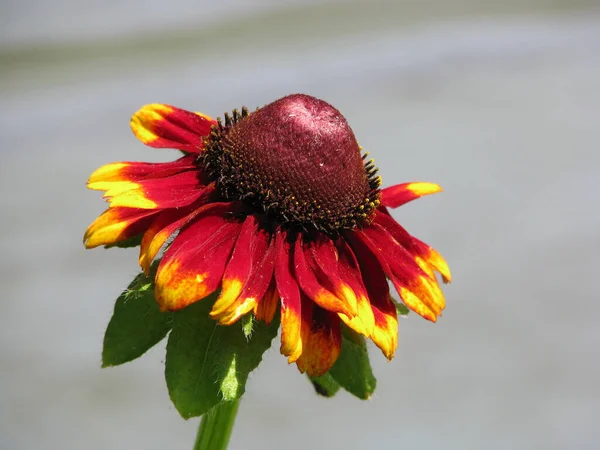 Червоно Жовта Квітка Розмитому Тлі — стокове фото