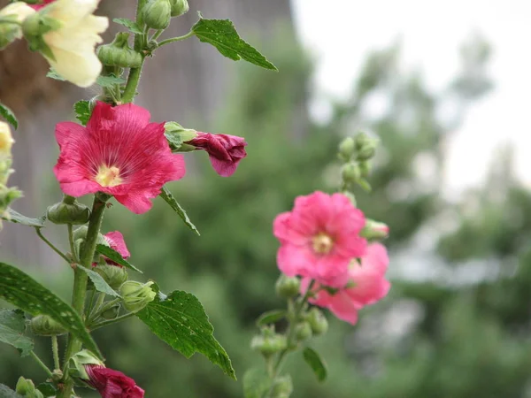 Roze Kaasjeskruid Tuin Zomerdag — Stockfoto