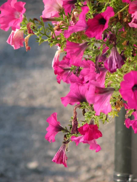 Roze Surfinie Een Zomerdag — Stockfoto