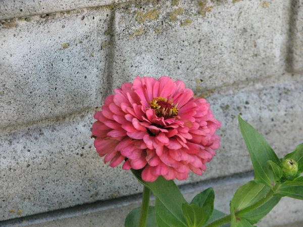 夏の日に壁にピンクの花 — ストック写真