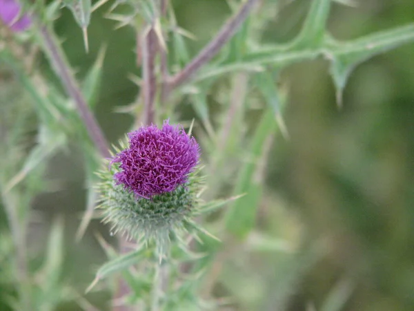 Thistle Flower Garden Summer Day — Stock Photo, Image