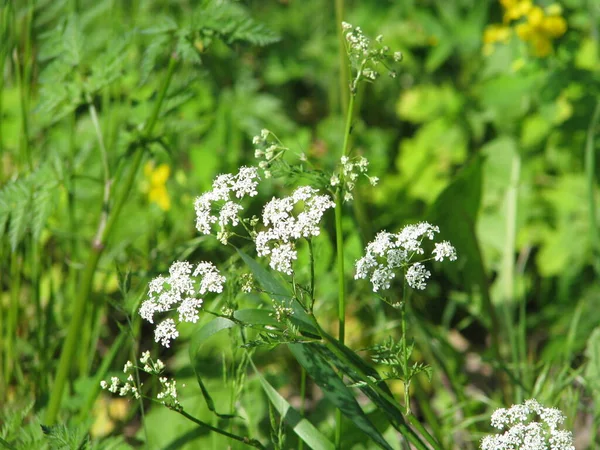 White Flowers Meadow Sunny Day — Stock Photo, Image