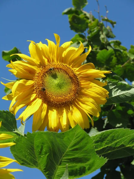 Соняшник Синьому Фоні Бджолою Сонячний День Жовта Квітка — стокове фото