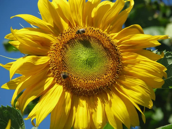 Соняшник Бджола Літній День Краси Фонові Групи Жовта Квітка — стокове фото