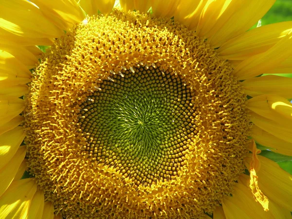 Соняшник Крупним Планом Жовта Квітка Сонячний День — стокове фото