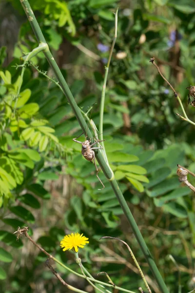 Kwiaty i owady — Zdjęcie stockowe