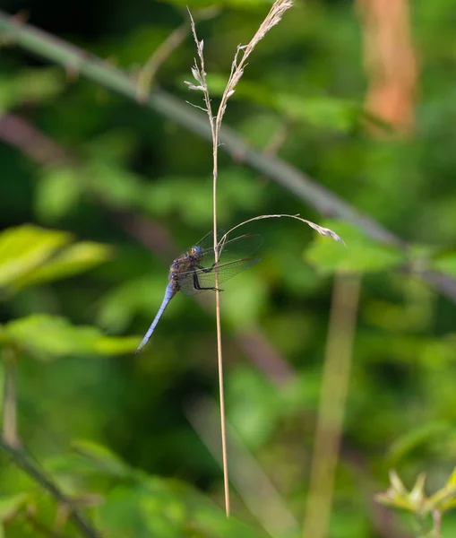 Blommor och insekter — Stockfoto