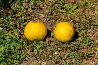 Roma eyaleti bahçe perisi