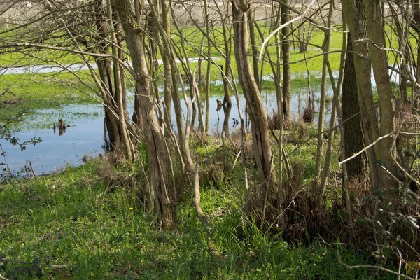 Sumpf und Bäume — Stockfoto