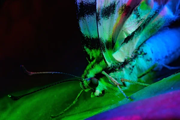 Schmetterling — Stockfoto