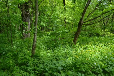 Yaz ormanındaki güzel yeşil ağaçlar. Yeşil doğa.