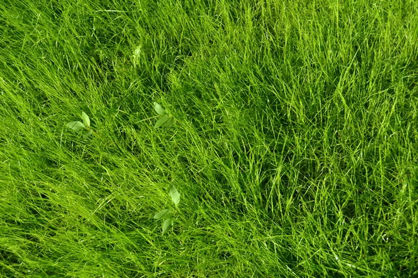 Hermosa hierba verde. Fondo verde. Hermoso fondo de pantalla — Foto de Stock