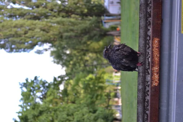 Dirty pigeon in the city after the rain. Pigeon with garbage. — Stock Photo, Image