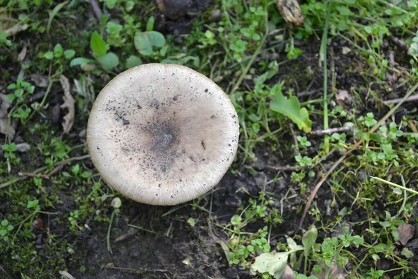 Un hermoso hongo en el bosque verde matorral. — Foto de Stock