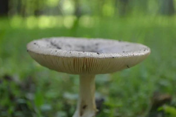 Um belo cogumelo na mata verde moita. — Fotografia de Stock