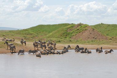 Banyo zebralar içme