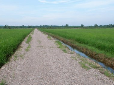 Pirinç tarlası ya da çeltik tarlası manzarası. Pirinç çamurlu ve düz araziye ekilir..