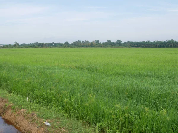 Vista Campo Arroz Campo Arroz Arroz Plantado Terra Lamacenta Plana — Fotografia de Stock