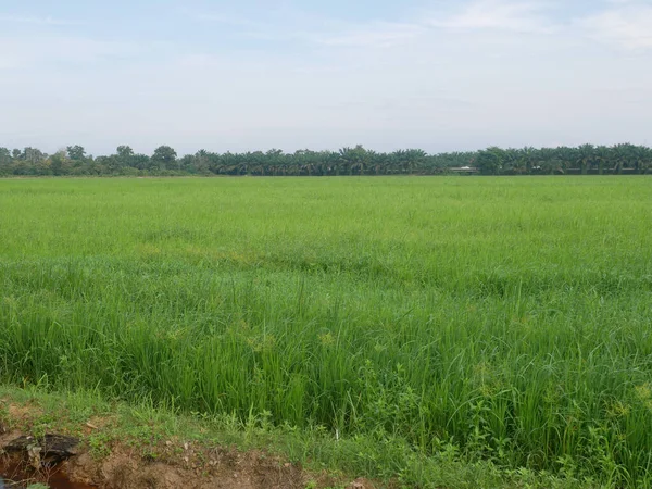 稻田或稻田景观 水稻种植在泥泞平坦的土地上 — 图库照片