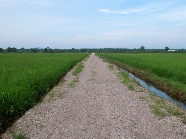 Vue Sur Rizière Rizière Riz Est Planté Dans Des Terres — Photo