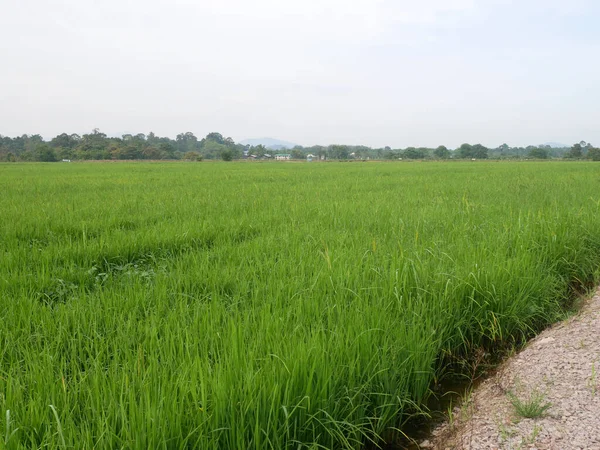 Vista Campo Arroz Campo Arroz Arroz Plantado Terra Lamacenta Plana — Fotografia de Stock