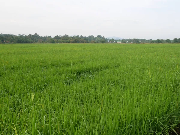 Vue Sur Rizière Rizière Riz Est Planté Dans Des Terres — Photo