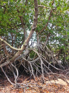Mangrove ağaçları çamurlu ve bataklık kıyılarında doğal olarak yetişir. Bu bitki sahilin dalgalarla aşınmasını önleyebilir..