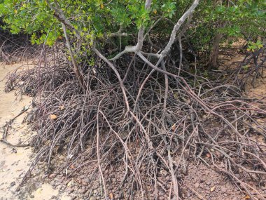 Mangrove ağaçları çamurlu ve bataklık kıyılarında doğal olarak yetişir. Bu bitki sahilin dalgalarla aşınmasını önleyebilir..