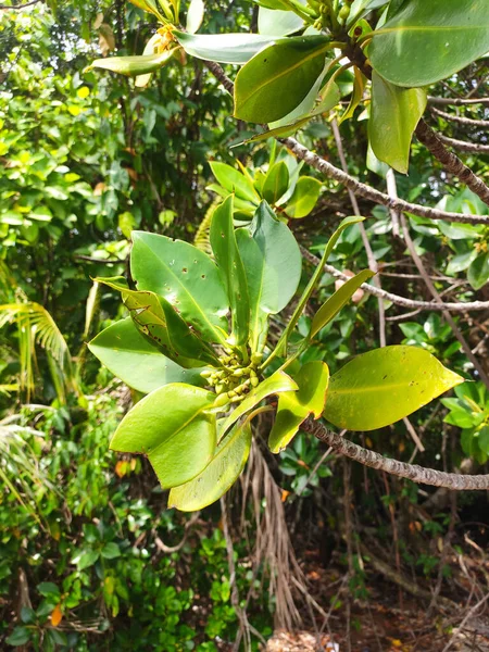 Mangrovníky Rostou Přirozeně Bahnitých Bažinatých Březích Tato Rostlina Může Pomoci — Stock fotografie