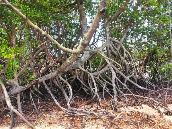 红树林在泥泞潮湿的海岸上自然生长 这种植物能防止海滩被海浪侵蚀 — 图库照片