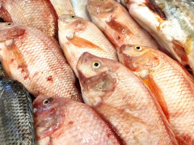 SEREMBAN, MALAYSIA -HAZİRAN 20, 2020: Balık pazarında çeşitli balık türleri satışa sunulmaktadır. Türlere göre ayrılmışlar ve buzda düzgünce dizilmişler..