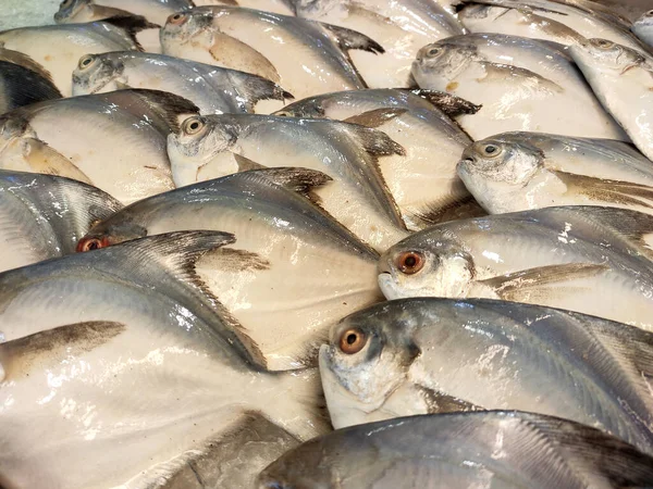 Seremban Malaysia January 2020 Various Types Fish Fish Market Displayed — стоковое фото