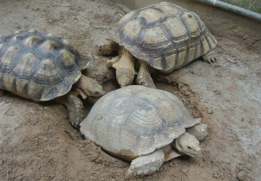 Büyük bir çevrede dev kaplumbağalar. Bir evcil hayvan gibi serbest bırakıldı..