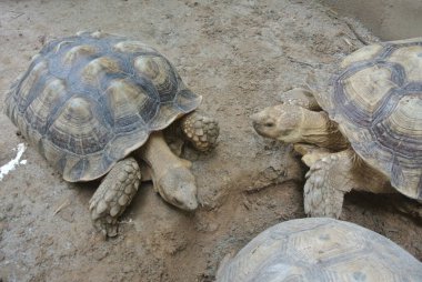 Büyük bir çevrede dev kaplumbağalar. Bir evcil hayvan gibi serbest bırakıldı..