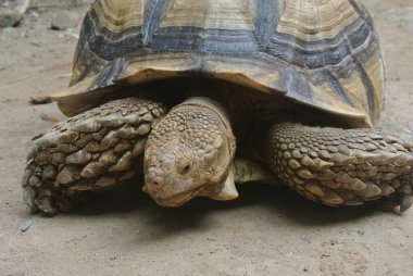 Büyük bir çevrede dev kaplumbağalar. Bir evcil hayvan gibi serbest bırakıldı..