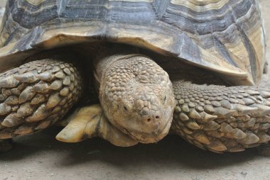 Büyük bir çevrede dev kaplumbağalar. Bir evcil hayvan gibi serbest bırakıldı..