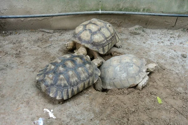 Reuzenschildpadden Een Grote Leefruimte Vrij Gelaten Als Huisdier — Stockfoto