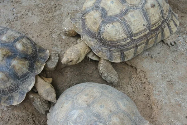 Tartarughe Giganti Grande Recinto Rilasciato Gratuitamente Come Animale Domestico — Foto Stock