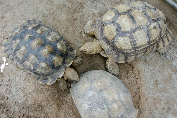 Riesenschildkröten Einem Großen Gehege Freigelassen Als Haustier — Stockfoto